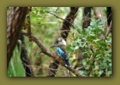 Blue winged Kookaburra